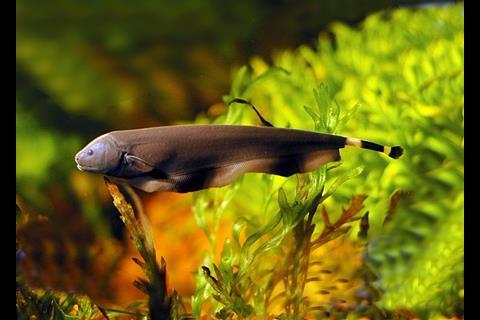 The Black Ghost Knifefish uses electrosensing and its ribbon like fin on the underside of its body to swim in multiple directions